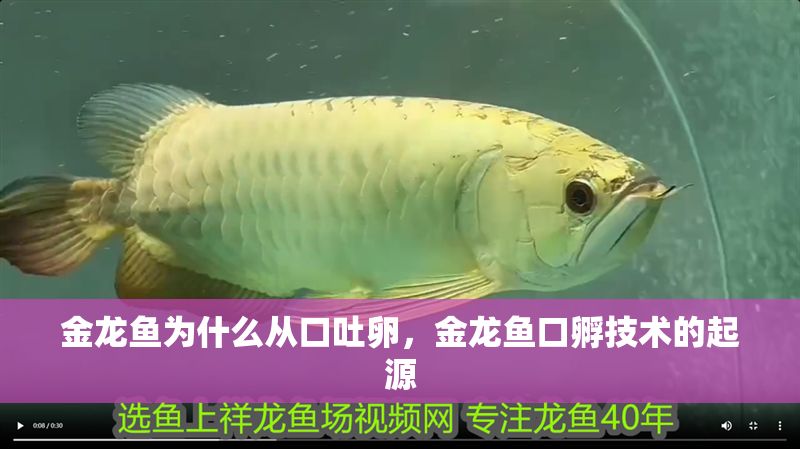 金龍魚為什么從口吐卵，金龍魚口孵技術的起源