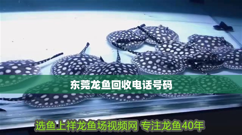 東莞龍魚(yú)回收電話號(hào)碼