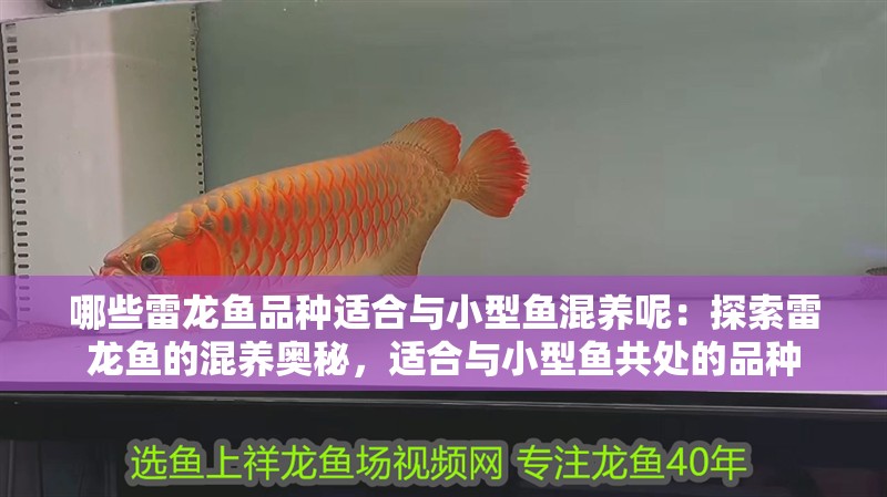 哪些雷龍魚品種適合與小型魚混養呢：探索雷龍魚的混養奧秘，適合與小型魚共處的品種