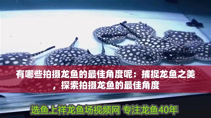 有哪些拍攝龍魚的最佳角度呢：捕捉龍魚之美，探索拍攝龍魚的最佳角度
