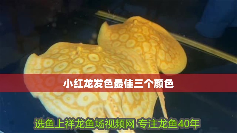小紅龍發色最佳三個顏色