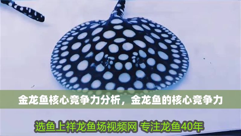 金龍魚核心競爭力分析，金龍魚的核心競爭力 金龍魚核心競爭力分析，金龍魚的核心競爭力 龍魚百科 第2張