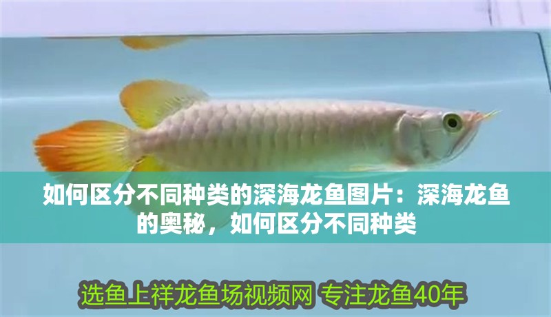 如何區分不同種類的深海龍魚圖片：深海龍魚的奧秘，如何區分不同種類