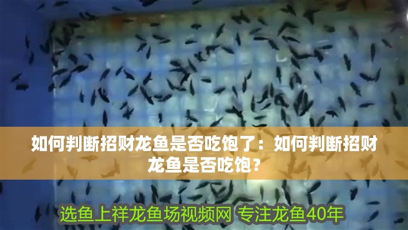 如何判斷招財龍魚是否吃飽了：如何判斷招財龍魚是否吃飽？