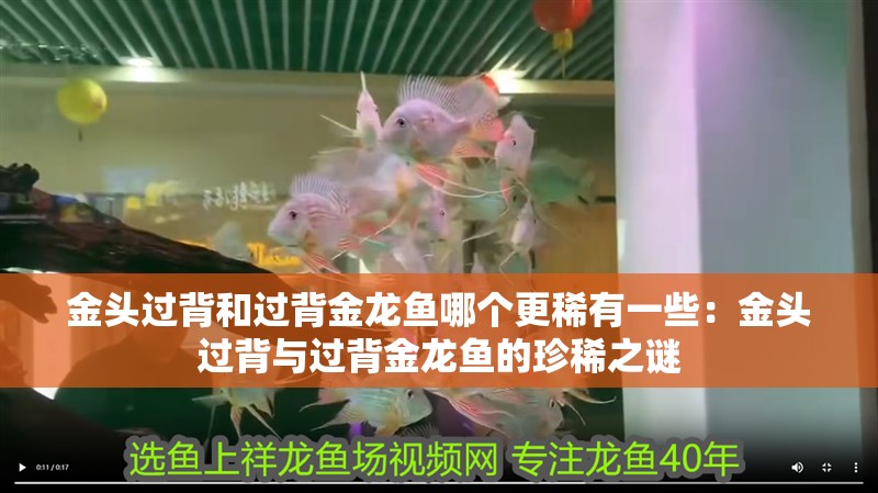 金頭過背和過背金龍魚哪個更稀有一些：金頭過背與過背金龍魚的珍稀之謎