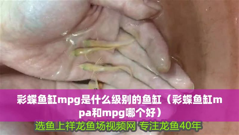 彩蝶魚缸mpg是什么級別的魚缸（彩蝶魚缸mpa和mpg哪個好）