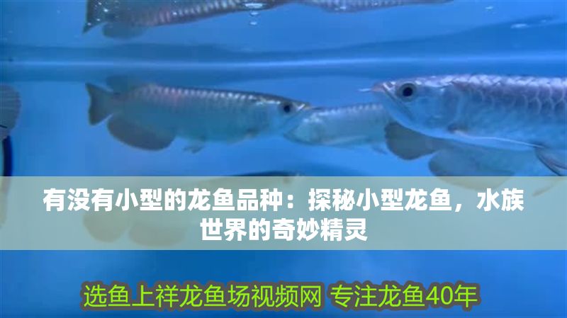 有沒有小型的龍魚品種：探秘小型龍魚，水族世界的奇妙精靈 有沒有小型的龍魚品種：探秘小型龍魚，水族世界的奇妙精靈 龍魚百科 第1張