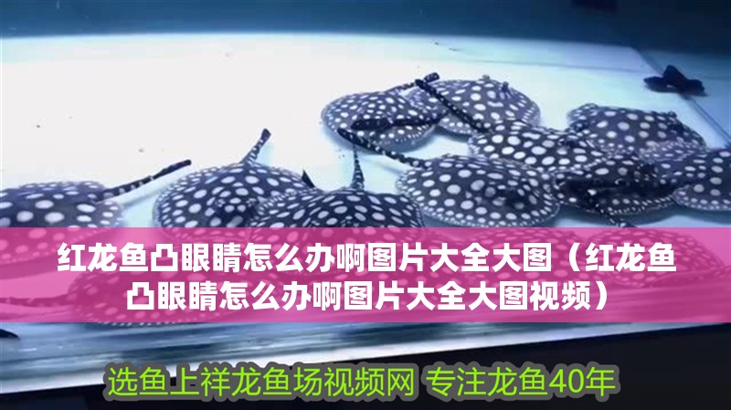 紅龍魚凸眼睛怎么辦啊圖片大全大圖（紅龍魚凸眼睛怎么辦啊圖片大全大圖視頻）