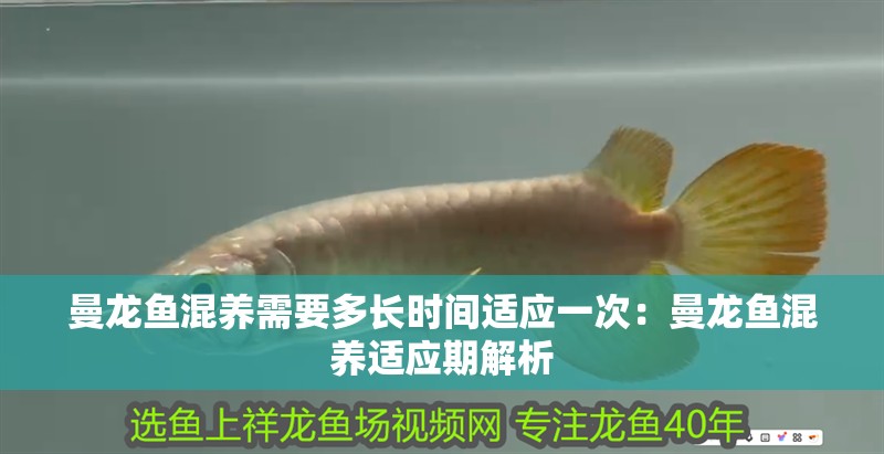 曼龍魚混養需要多長時間適應一次：曼龍魚混養適應期解析