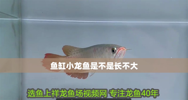 魚缸小龍魚是不是長不大