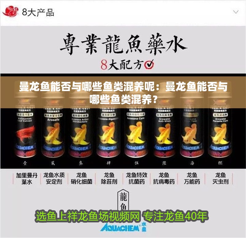 曼龍魚能否與哪些魚類混養呢：曼龍魚能否與哪些魚類混養？