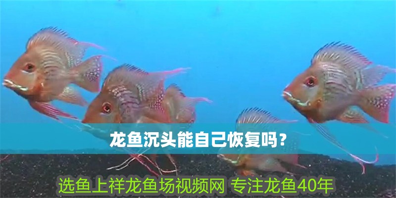 龍魚沉頭能自己恢復嗎？ 龍魚沉頭能自己恢復嗎？ 龍魚百科