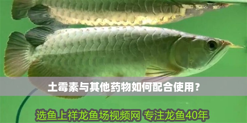 土霉素與其他藥物如何配合使用？