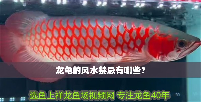 龍龜的風水禁忌有哪些？