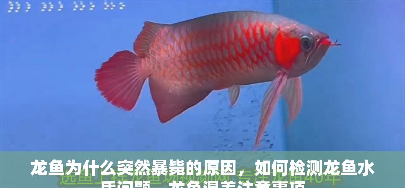 龍魚為什么突然暴斃的原因，如何檢測龍魚水質問題，龍魚混養注意事項 龍魚為什么突然暴斃的原因，如何檢測龍魚水質問題，龍魚混養注意事項 龍魚百科 第2張