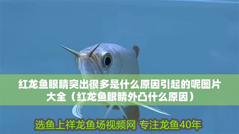 紅龍魚眼睛突出很多是什么原因引起的呢圖片大全（紅龍魚眼睛外凸什么原因） 紅龍魚眼睛突出很多是什么原因引起的呢圖片大全（紅龍魚眼睛外凸什么原因） 龍魚百科
