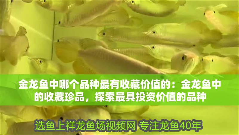 金龍魚中哪個品種最有收藏價值的：金龍魚中的收藏珍品，探索最具投資價值的品種