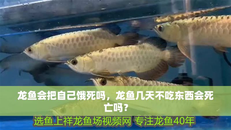 龍魚會把自己餓死嗎，龍魚幾天不吃東西會死亡嗎？