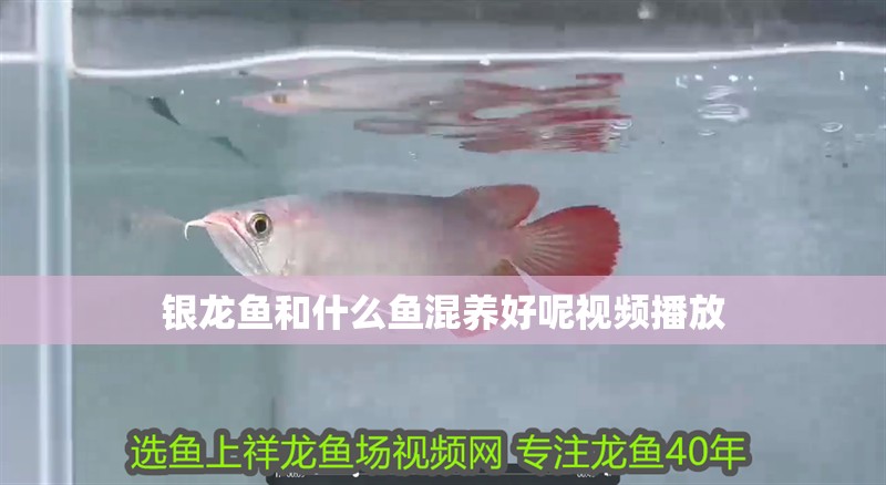 銀龍魚和什么魚混養好呢視頻播放