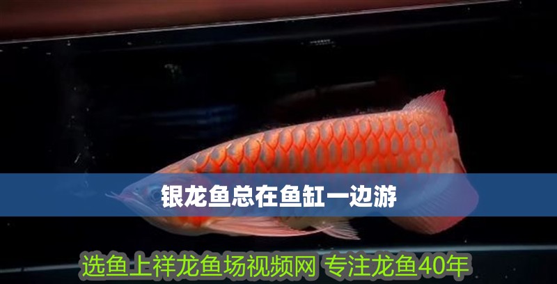銀龍魚總在魚缸一邊游