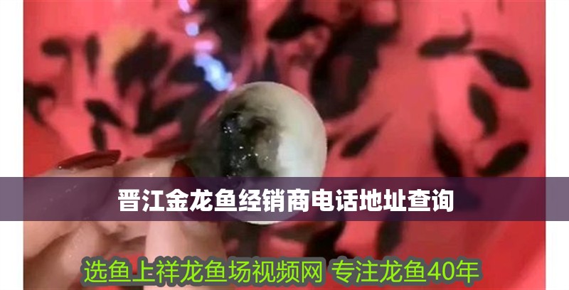 晉江金龍魚經(jīng)銷商電話地址查詢