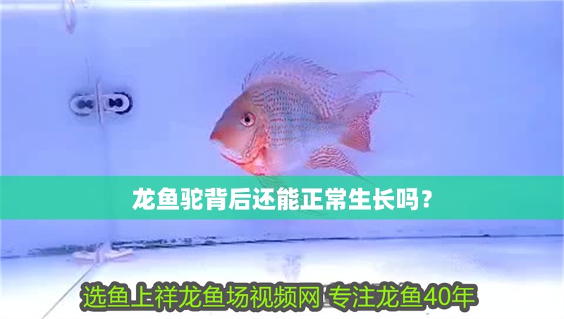 龍魚駝背后還能正常生長嗎？