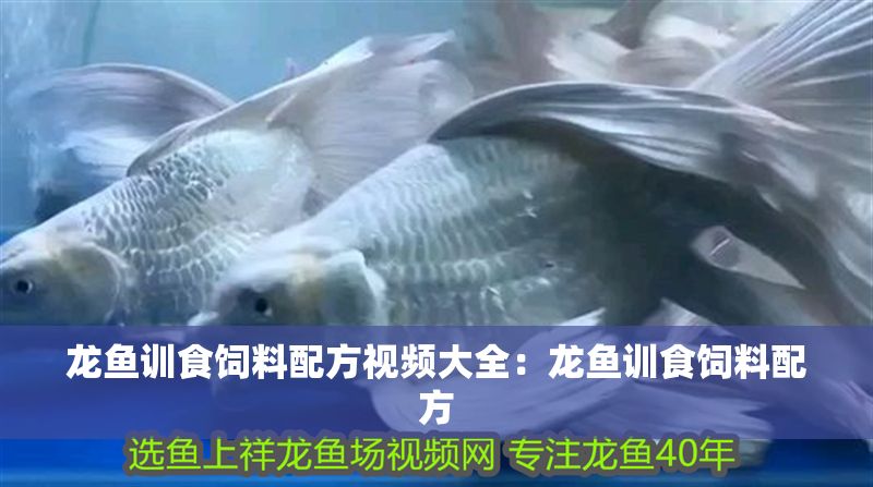 龍魚訓食飼料配方視頻大全：龍魚訓食飼料配方