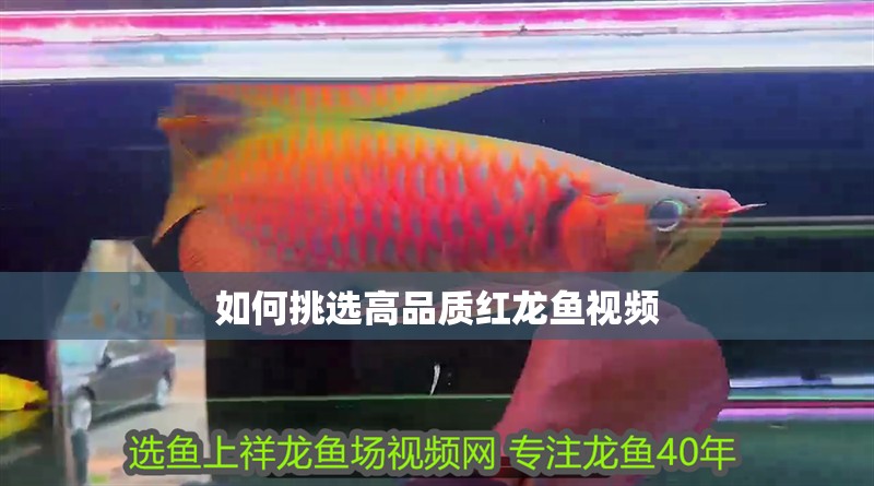 如何挑選高品質紅龍魚視頻