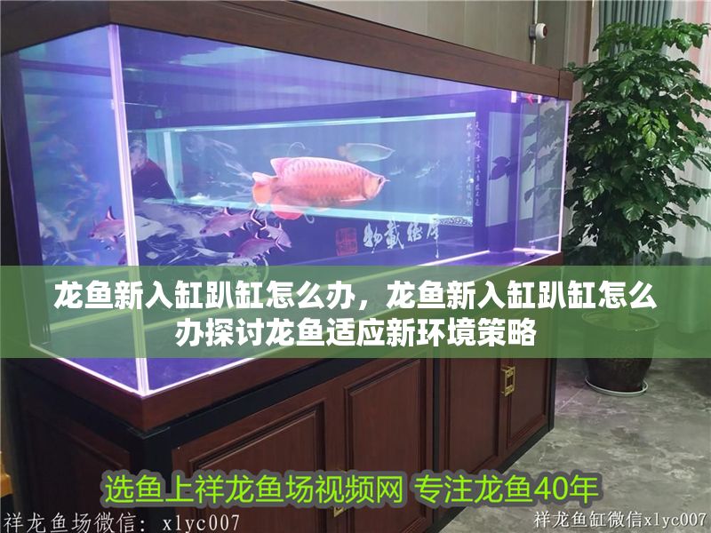 龍魚新入缸趴缸怎么辦，龍魚新入缸趴缸怎么辦探討龍魚適應新環境策略