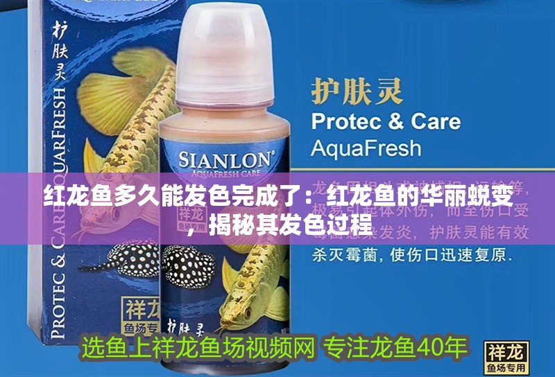 紅龍魚多久能發(fā)色完成了：紅龍魚的華麗蛻變，揭秘其發(fā)色過程 紅龍魚多久能發(fā)色完成了：紅龍魚的華麗蛻變，揭秘其發(fā)色過程 水族問答