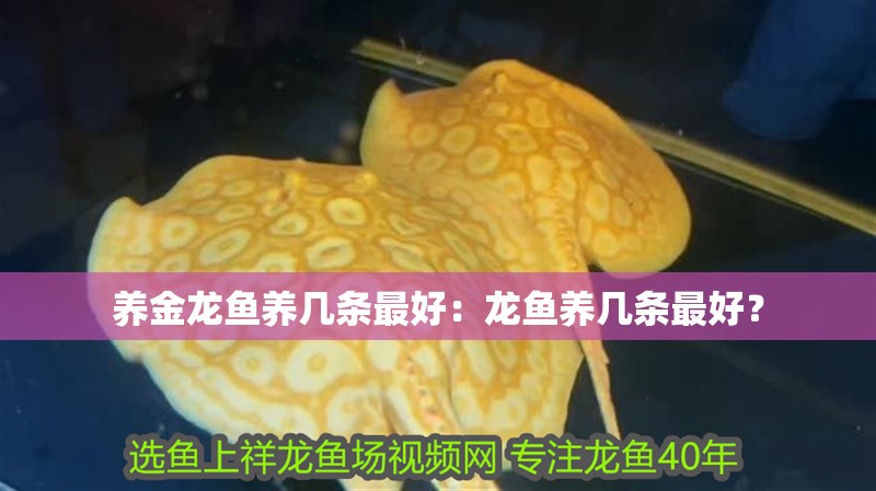 養金龍魚養幾條最好：龍魚養幾條最好？