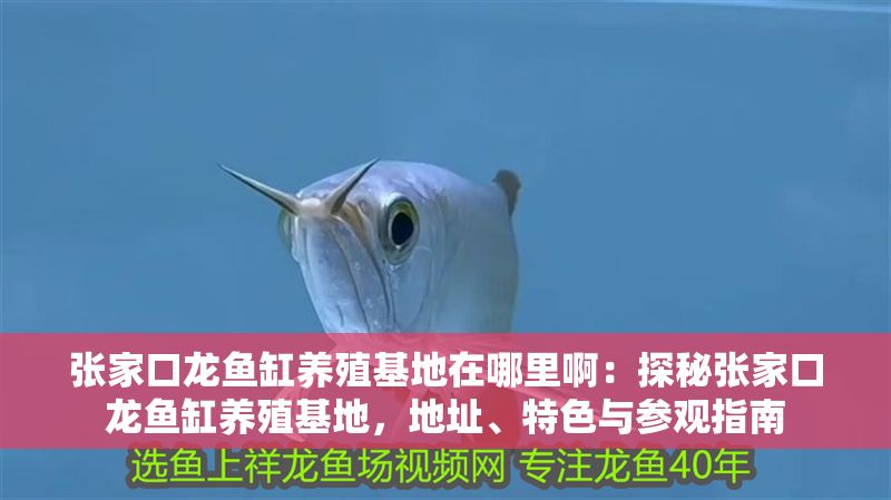 張家口龍魚缸養殖基地在哪里?。禾矫貜埣铱邶堲~缸養殖基地，地址、特色與參觀指南