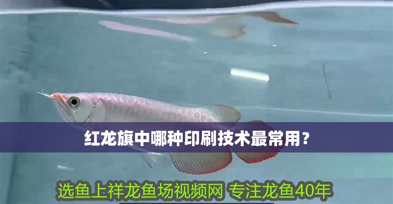 紅龍旗中哪種印刷技術最常用？