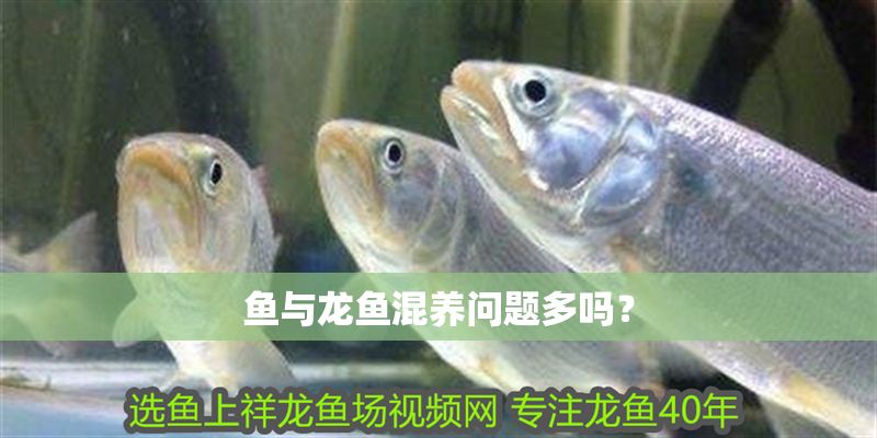 魚與龍魚混養(yǎng)問題多嗎？