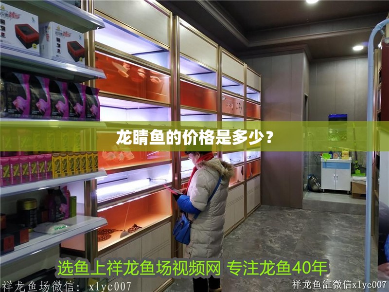 龍睛魚的價格是多少？