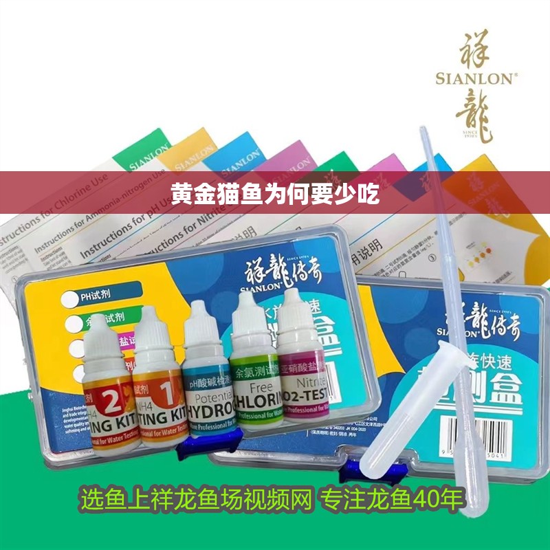 黃金貓魚為何要少吃 黃金貓魚為何要少吃 觀賞魚百科