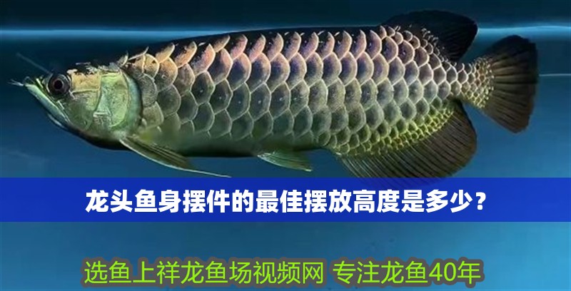 龍頭魚身擺件的最佳擺放高度是多少？
