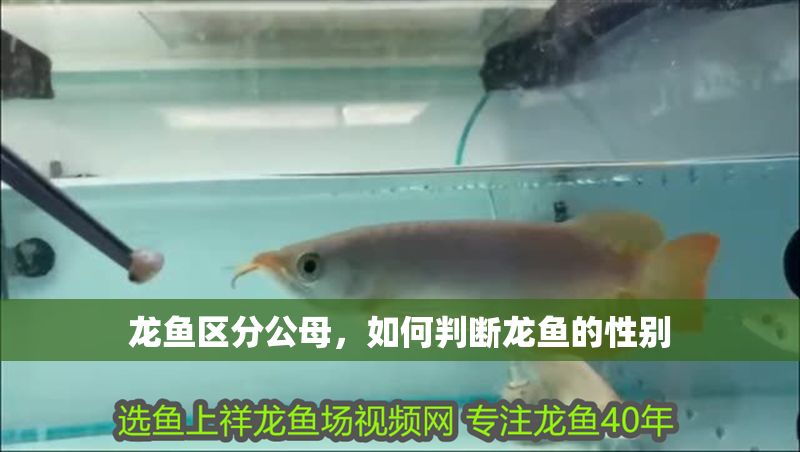 龍魚區(qū)分公母，如何判斷龍魚的性別