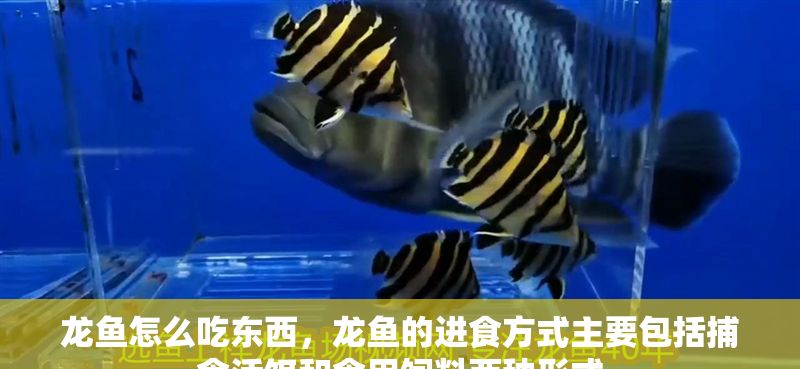 龍魚怎么吃東西，龍魚的進食方式主要包括捕食活餌和食用飼料兩種形式
