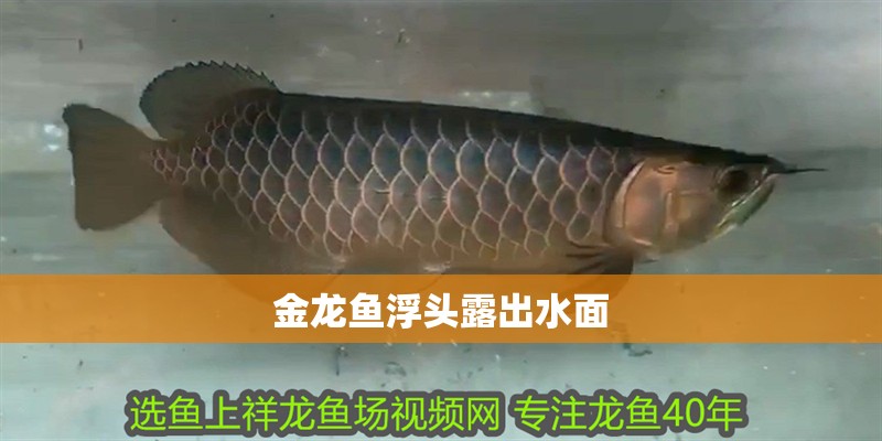金龍魚浮頭露出水面