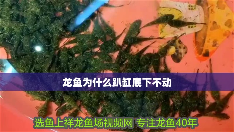 龍魚為什么趴缸底下不動