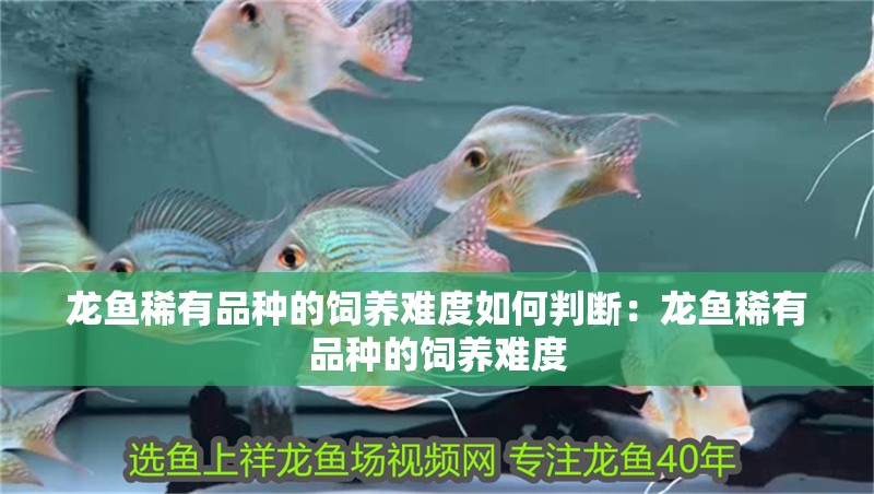 龍魚(yú)稀有品種的飼養(yǎng)難度如何判斷：龍魚(yú)稀有品種的飼養(yǎng)難度