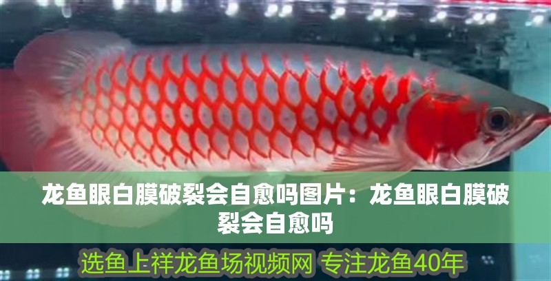 龍魚眼白膜破裂會自愈嗎圖片：龍魚眼白膜破裂會自愈嗎
