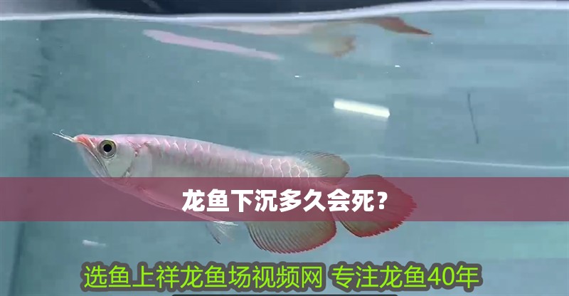 龍魚下沉多久會死？ 龍魚下沉多久會死？ 龍魚百科
