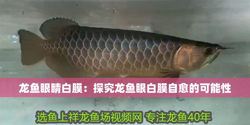 龍魚眼睛白膜：探究龍魚眼白膜自愈的可能性