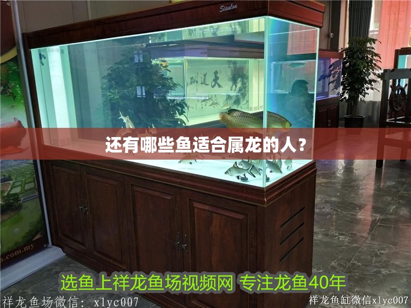還有哪些魚適合屬龍的人？