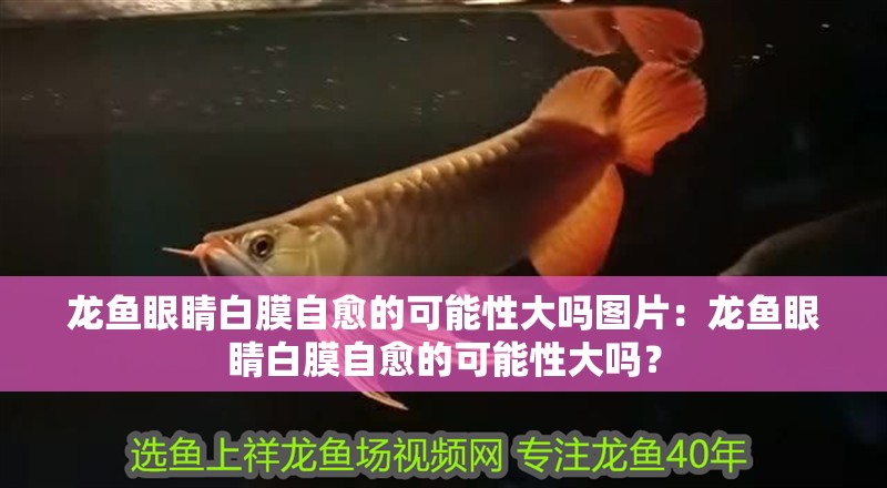 龍魚眼睛白膜自愈的可能性大嗎圖片：龍魚眼睛白膜自愈的可能性大嗎？