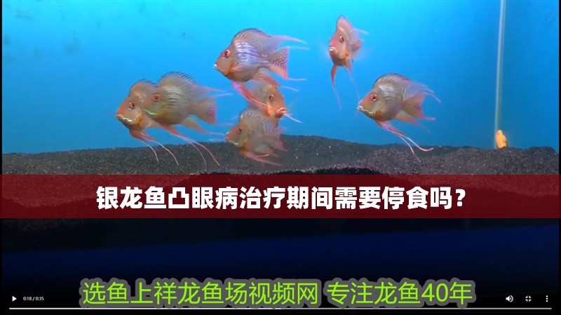 龍魚死了是沉底還是浮上來的 龍魚死了是沉底還是浮上來的 龍魚百科