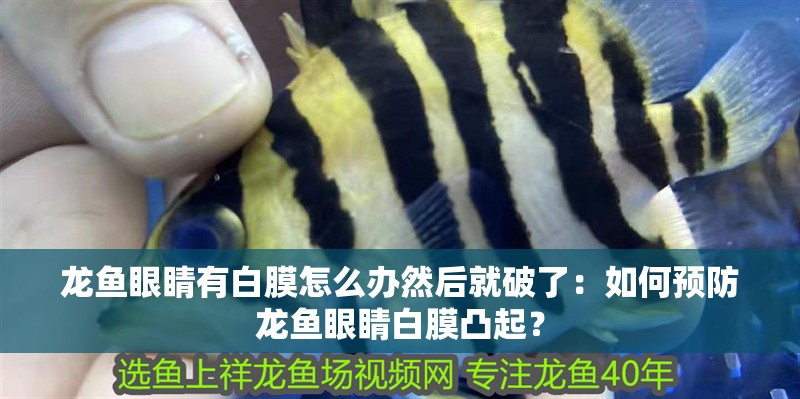龍魚眼睛有白膜怎么辦然后就破了：如何預防龍魚眼睛白膜凸起？