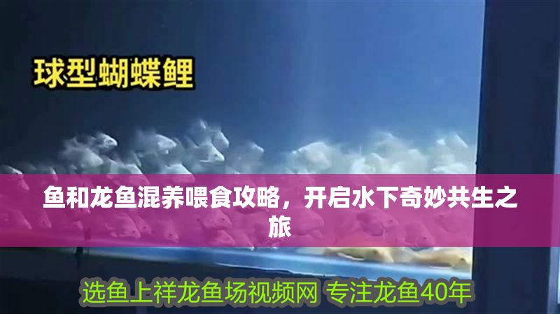 魚和龍魚混養喂食攻略，開啟水下奇妙共生之旅